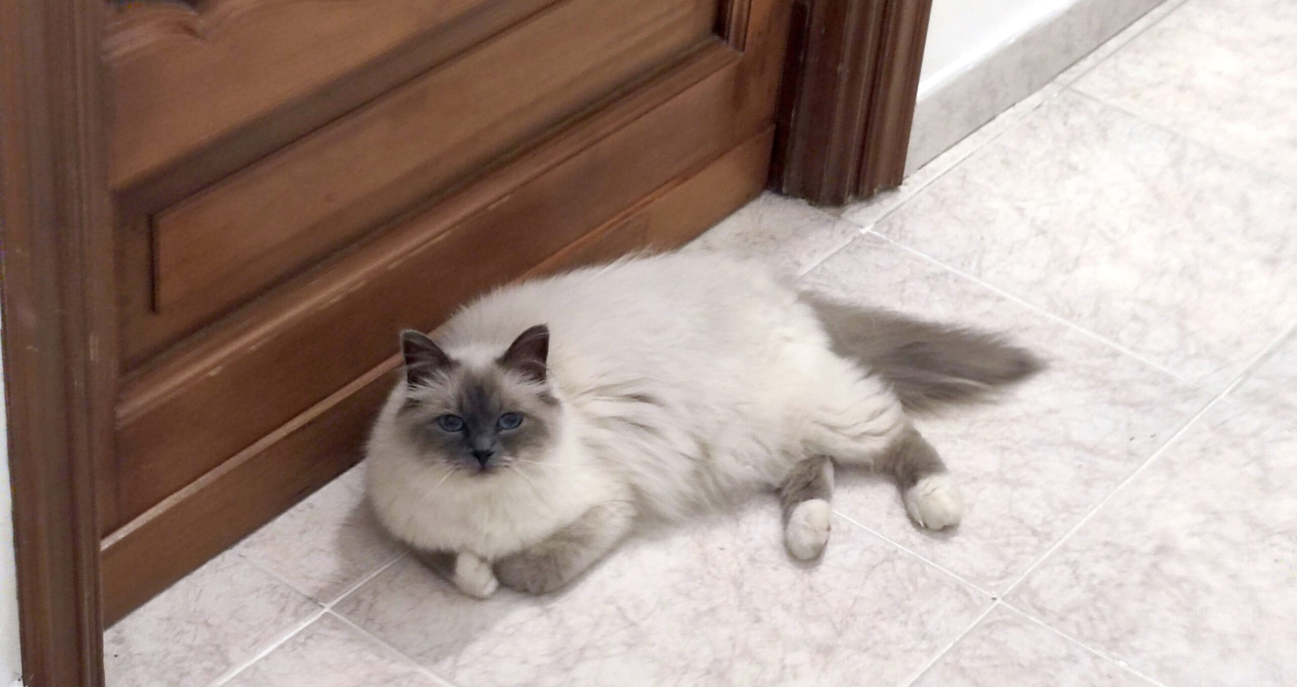 Immagine di gatto sacro di birmania